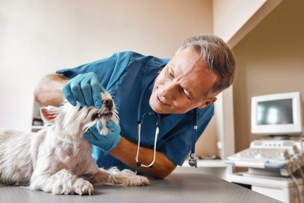 Best Urgent Tooth Repair  in Citronelle, AL
